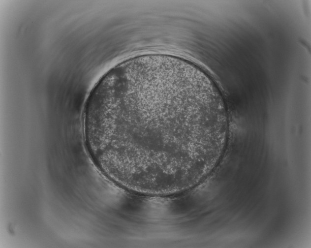 X0000099431514200805231641