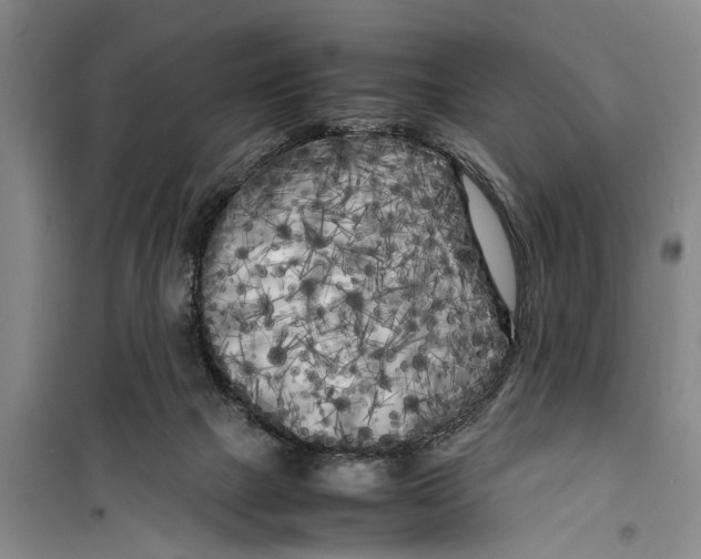 X0000099430073200805301438