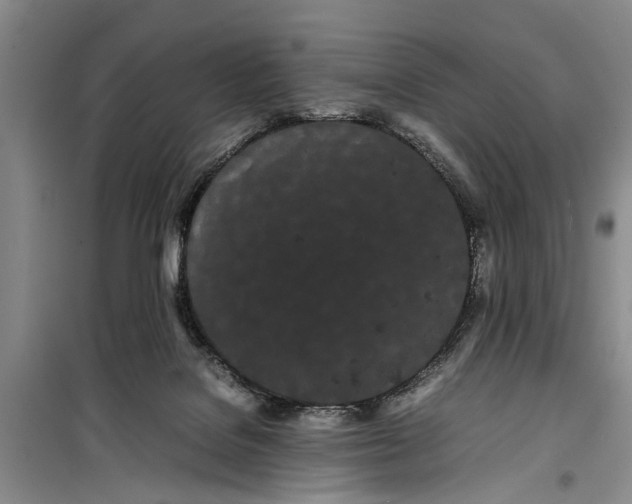 X0000099430076200805301438