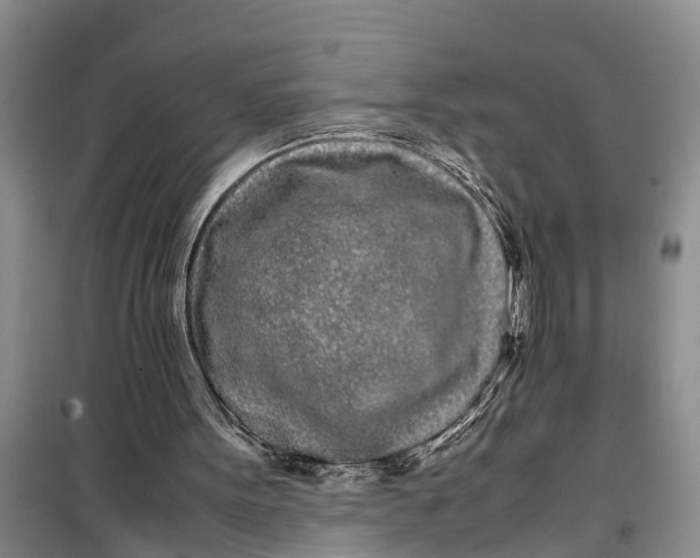 X0000099430099200805301437