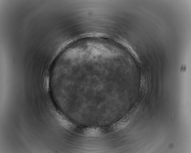 X0000099430110200805301437