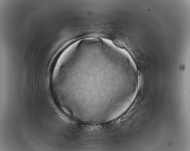 X0000099430243200805301435