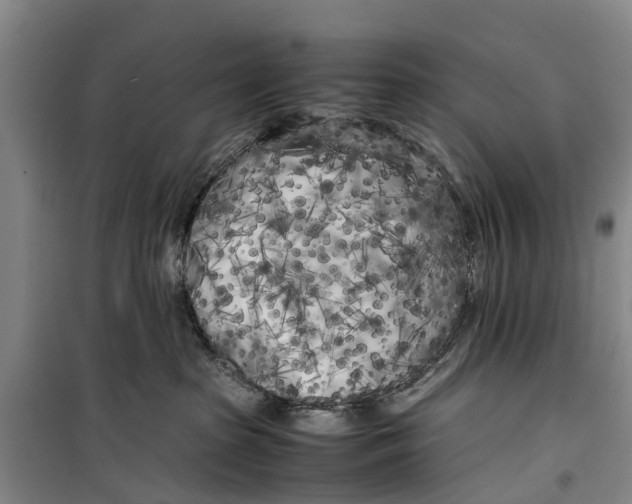 X0000099430285200805301435