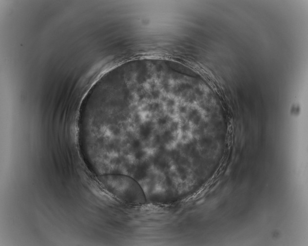 X0000099430290200805301435