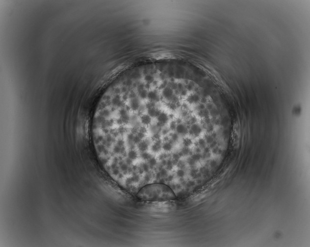 X0000099430330200805301434