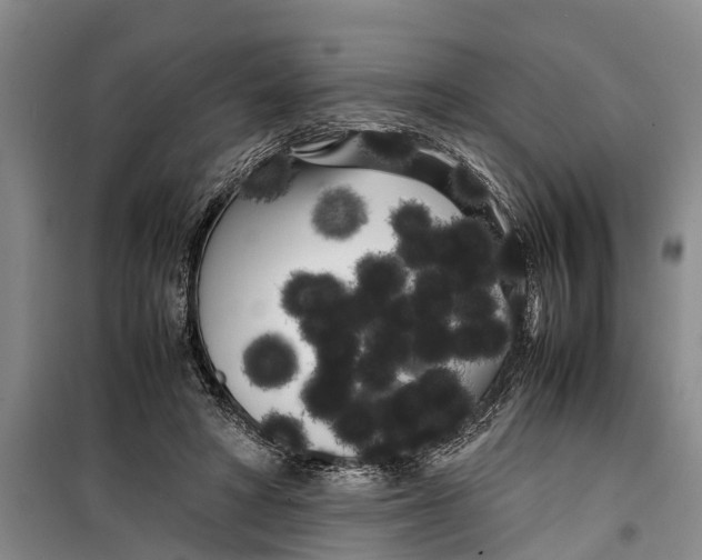 X0000099430402200805301433