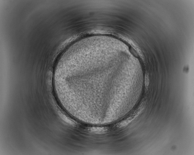 X0000099430445200805301432