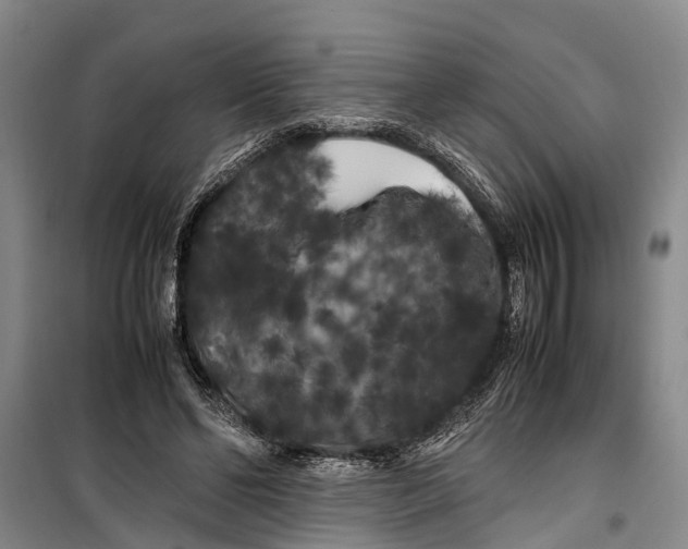 X0000099430494200805301432