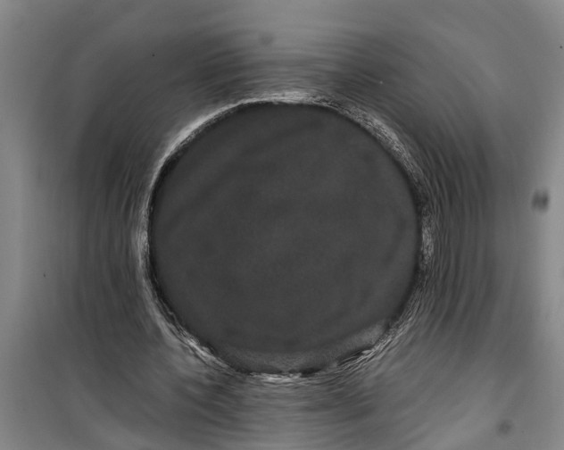 X0000099430532200805301431