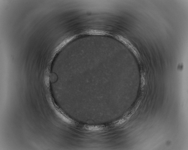 X0000099430533200805301431