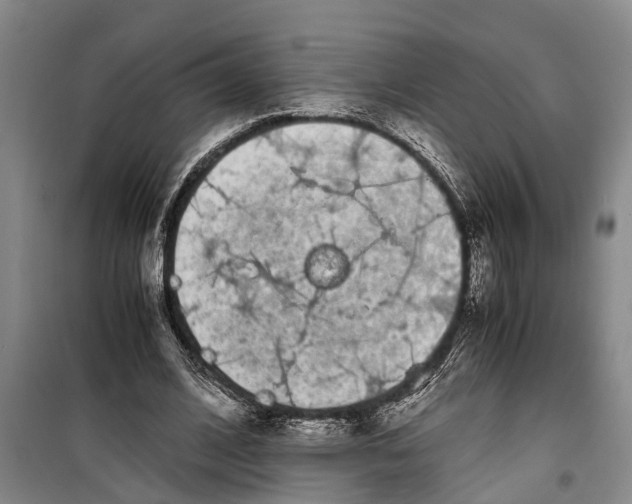 X0000099430584200805301431