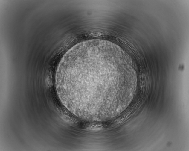 X0000099430606200805301430