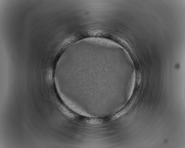 X0000099430670200805301430