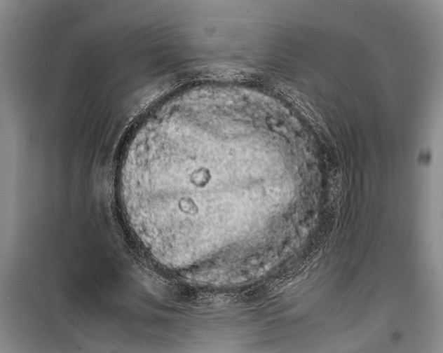 X0000099430679200805301429