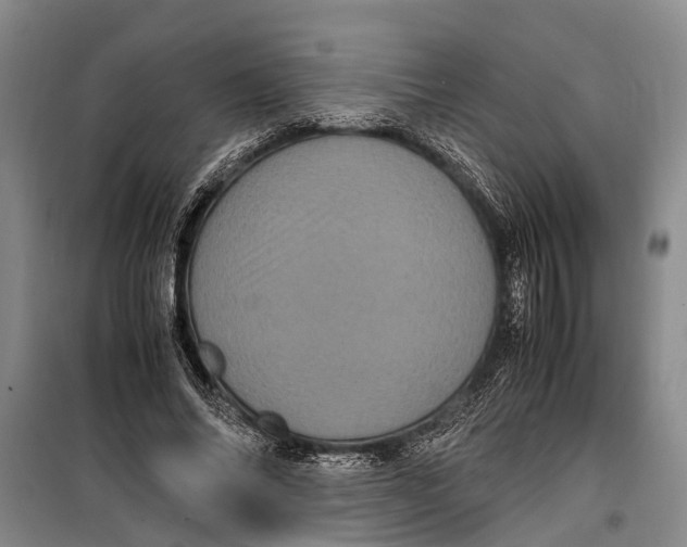 X0000099430686200805301429