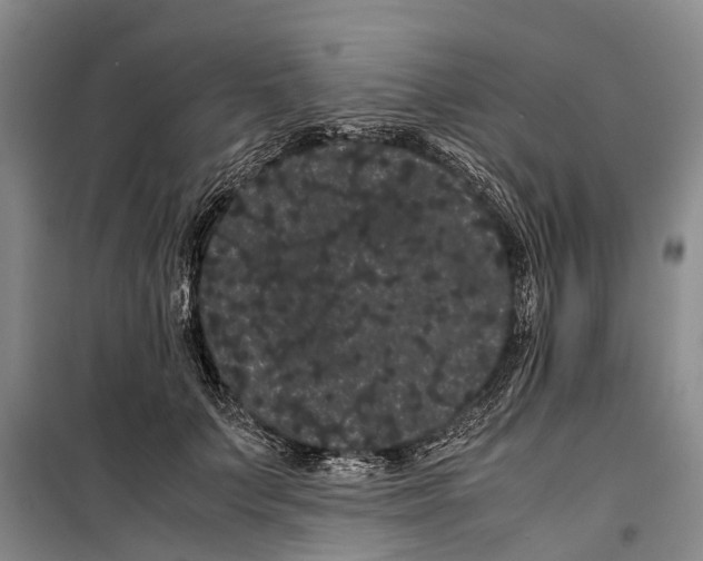 X0000099430703200805301429