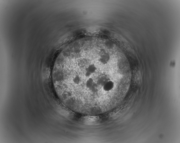 X0000099430711200805301429