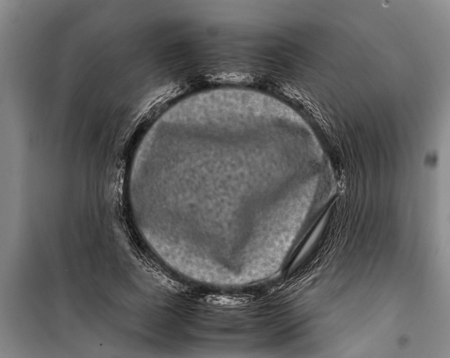 X0000099430739200805301428