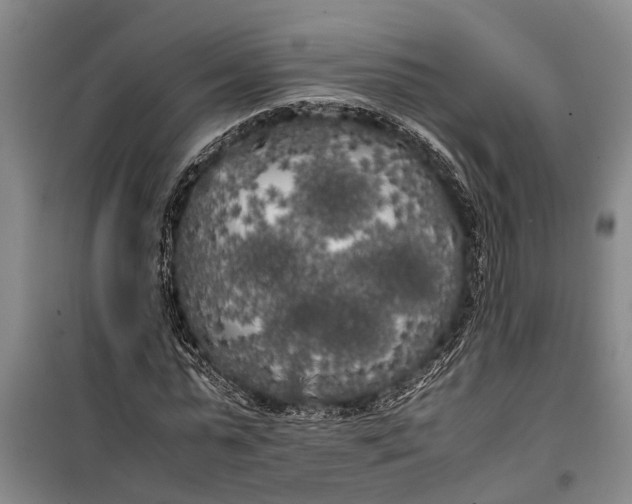 X0000099430775200805301428