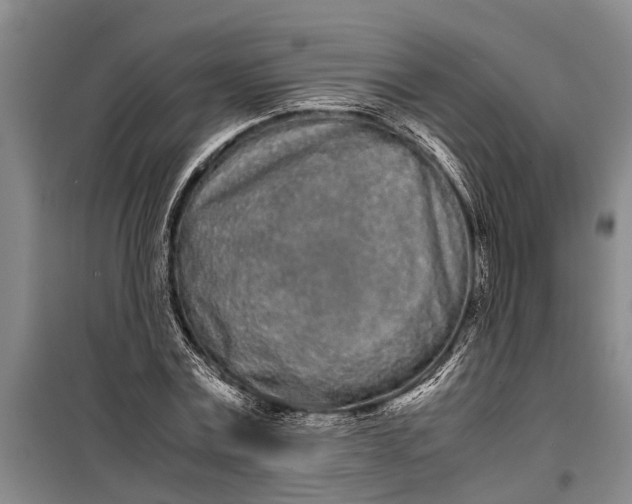 X0000099430779200805301428