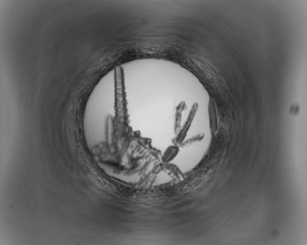 X0000099430817200805301427