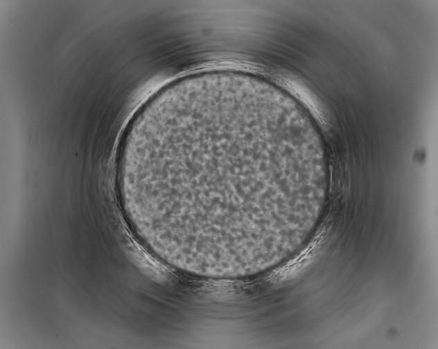 X0000099430828200805301427