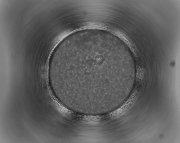 X0000099430836200805301427