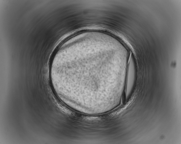 X0000099430837200805301427