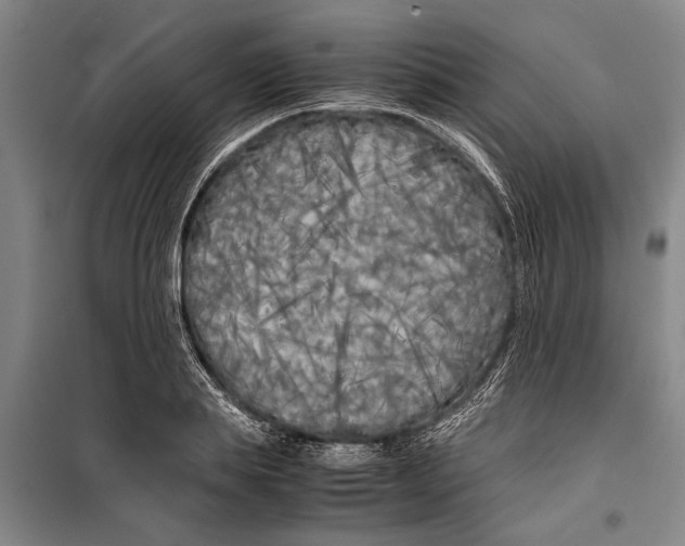 X0000099430839200805301427