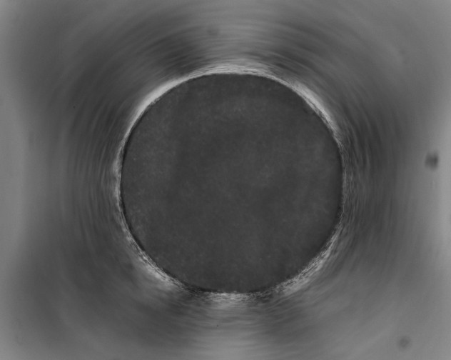 X0000099430854200805301427