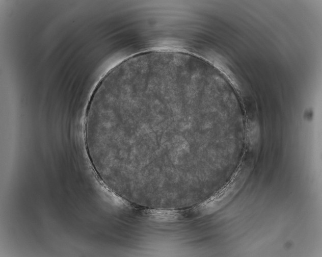 X0000099430856200805301427