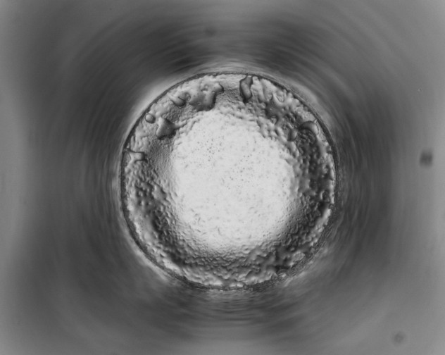 X0000099430863200805301427