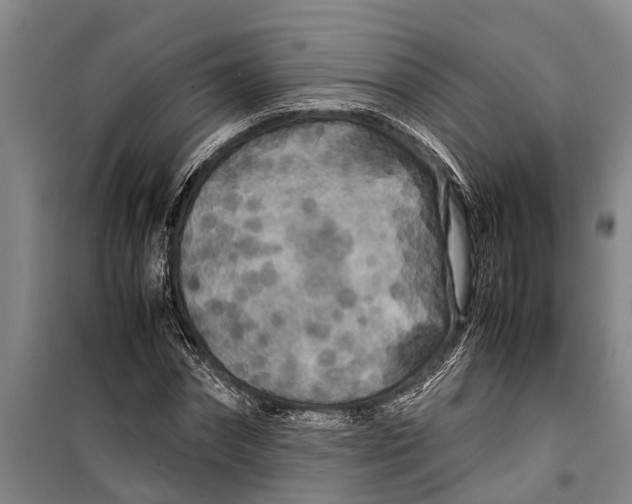 X0000099430874200805301426