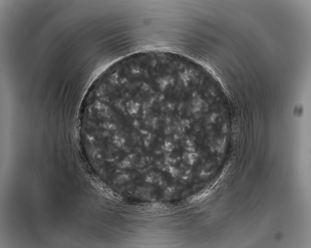 X0000099430879200805301426