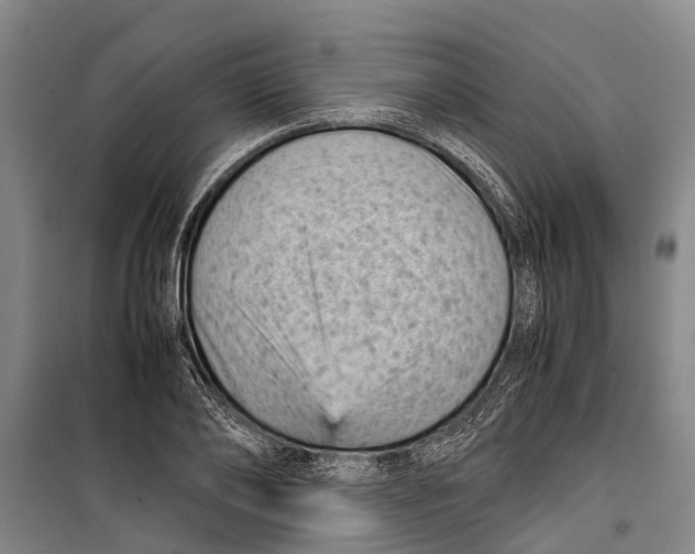 X0000099430886200805301426