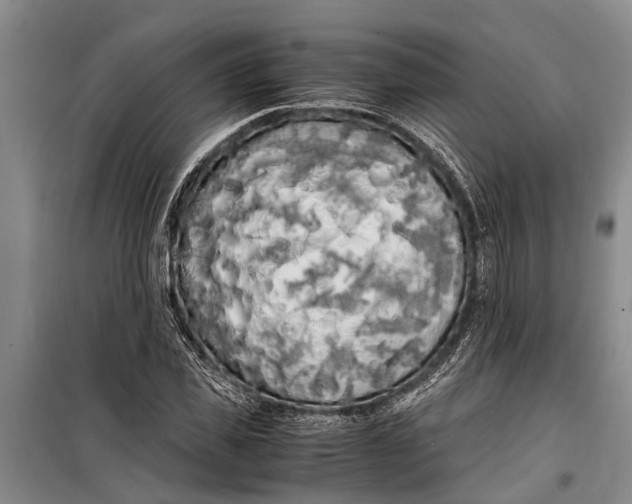 X0000099430925200805301425