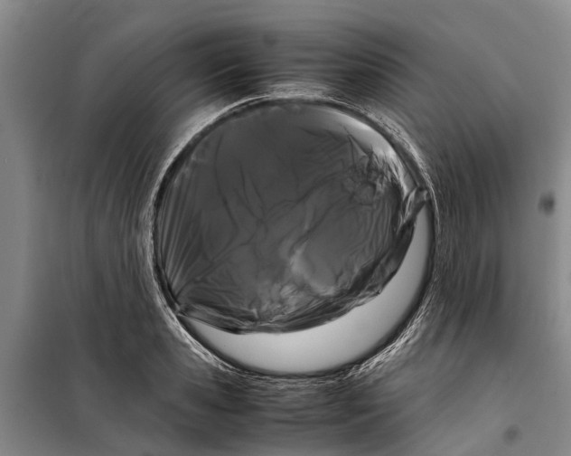 X0000099430941200805301426