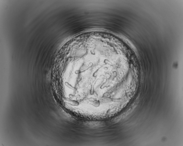 X0000099430953200805301426