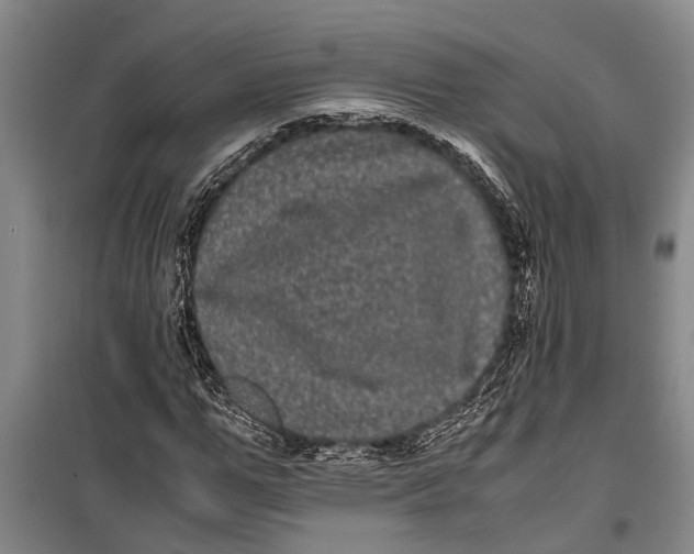 X0000099430967200805301425