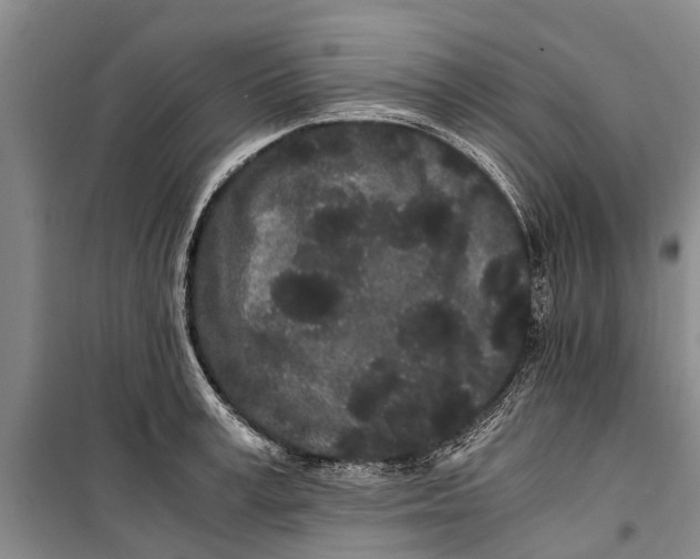 X0000099430995200805301425