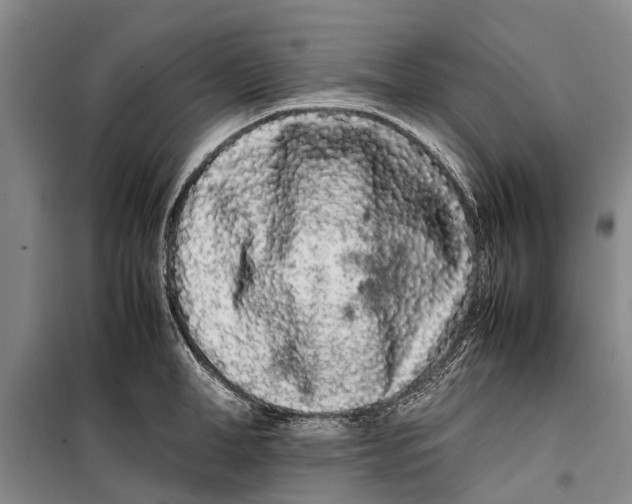 X0000099430998200805301425