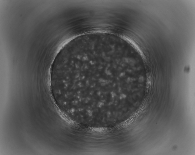 X0000099431031200805301424