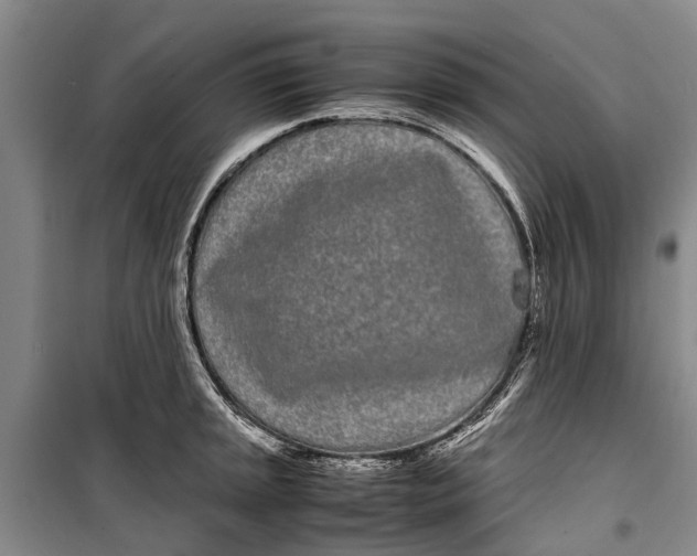 X0000099431045200805301424