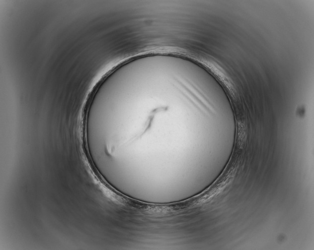 X0000099431046200805301424