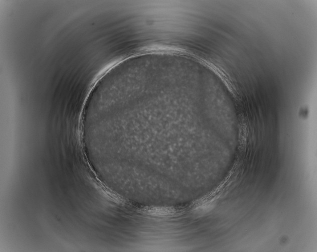 X0000099431074200805301424