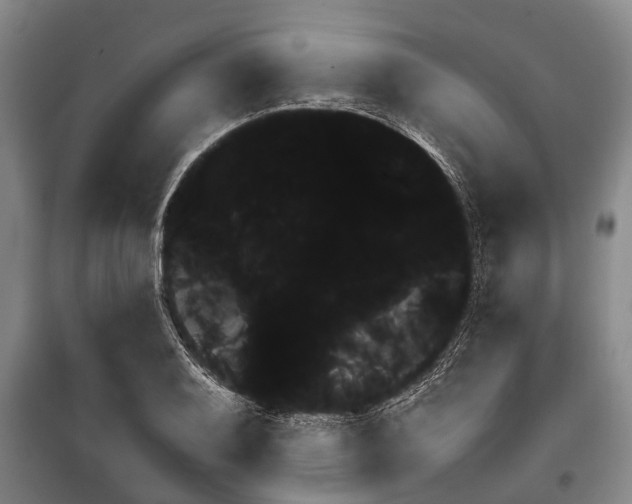 X0000099431079200805301424