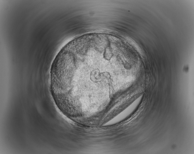 X0000099431095200805301423