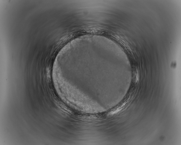 X0000099431106200805301422