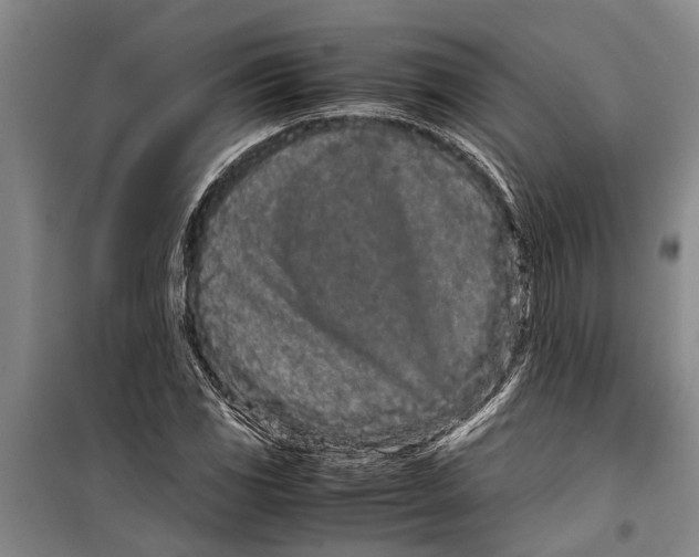 X0000099431117200805301423