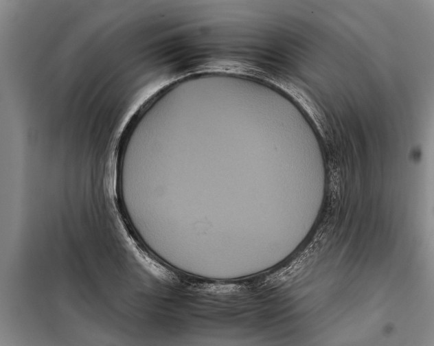 X0000099431131200805301423